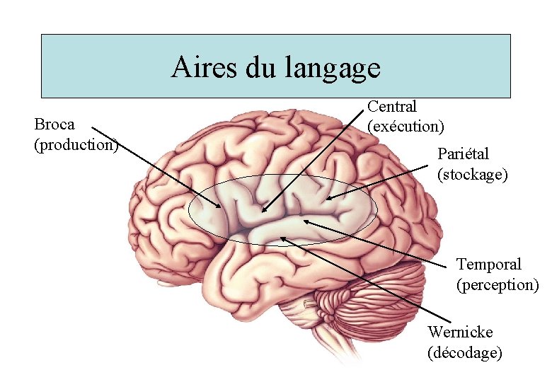 Aires du langage Broca (production) Central (exécution) Pariétal (stockage) Temporal (perception) Wernicke (décodage) 