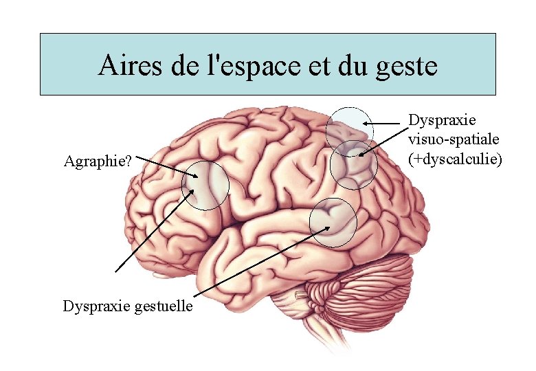 Aires de l'espace et du geste Agraphie? Dyspraxie gestuelle Dyspraxie visuo-spatiale (+dyscalculie) 