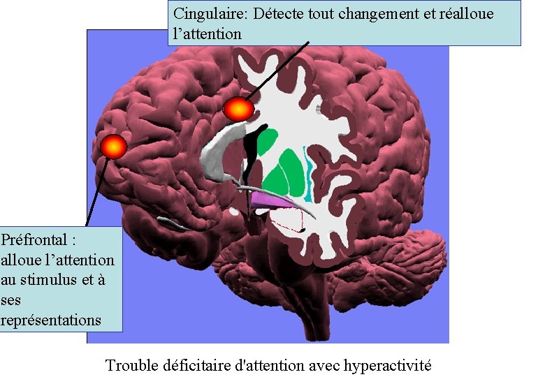 Cingulaire: Détecte tout changement et réalloue l’attention Préfrontal : alloue l’attention au stimulus et