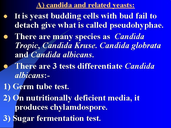 A) candida and related yeasts: l It is yeast budding cells with bud fail