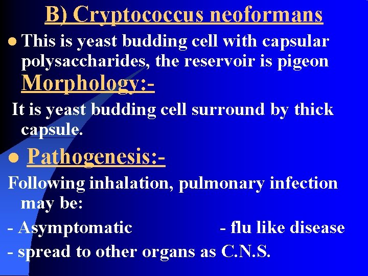 B) Cryptococcus neoformans l This is yeast budding cell with capsular polysaccharides, the reservoir