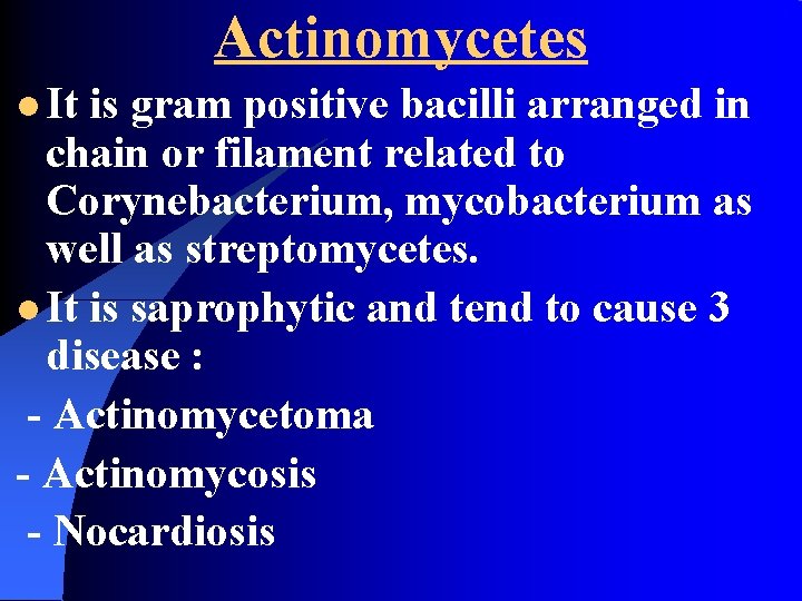 Actinomycetes l It is gram positive bacilli arranged in chain or filament related to
