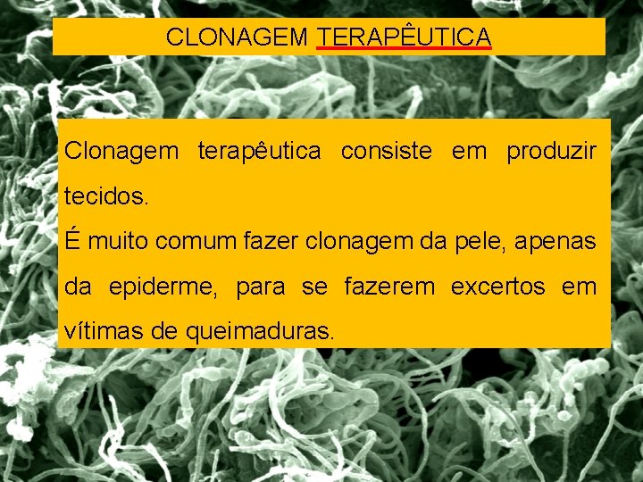 CLONAGEM TERAPÊUTICA Clonagem terapêutica consiste em produzir tecidos. É muito comum fazer clonagem da