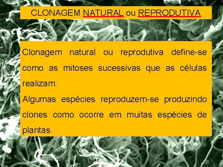 CLONAGEM NATURAL ou REPRODUTIVA Clonagem natural ou reprodutiva define-se como as mitoses sucessivas que