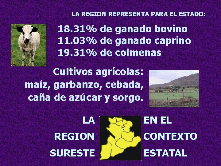LA REGION REPRESENTA PARA EL ESTADO: 18. 31% de ganado bovino 11. 03% de