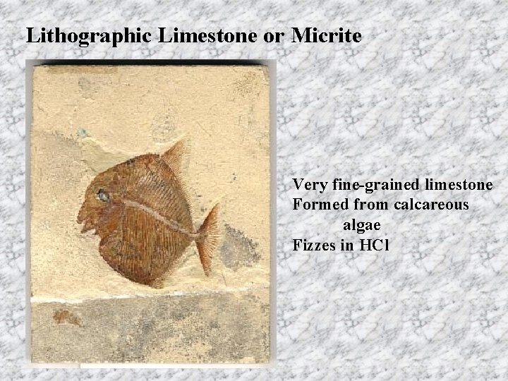 Lithographic Limestone or Micrite Very fine-grained limestone Formed from calcareous algae Fizzes in HCl