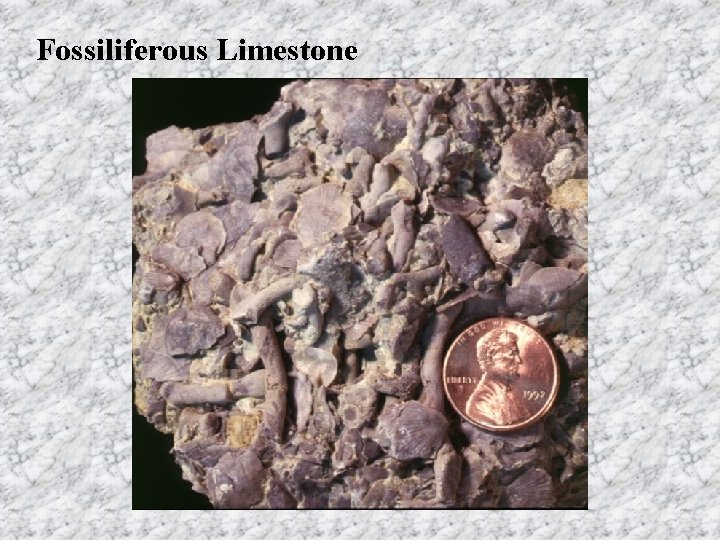 Fossiliferous Limestone 