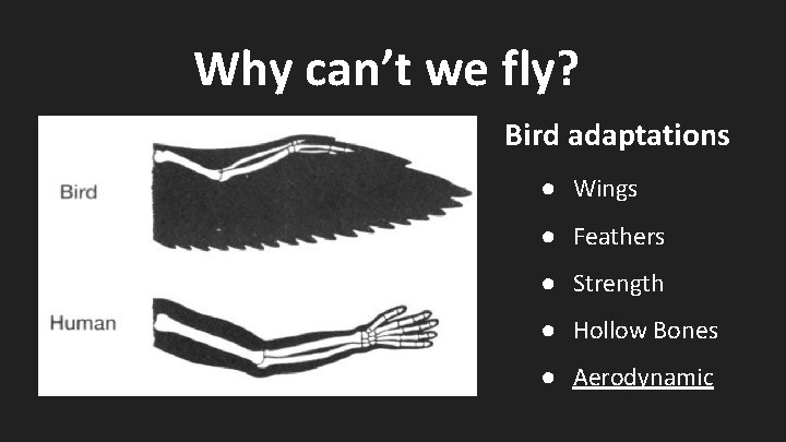 Why can’t we fly? Bird adaptations ● Wings ● Feathers ● Strength ● Hollow