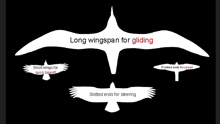 Long wingspan for gliding Pointed ends for speed Short wings for quick takeoff Slotted