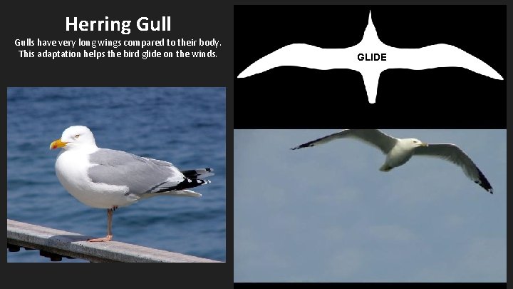 Herring Gulls have very long wings compared to their body. This adaptation helps the