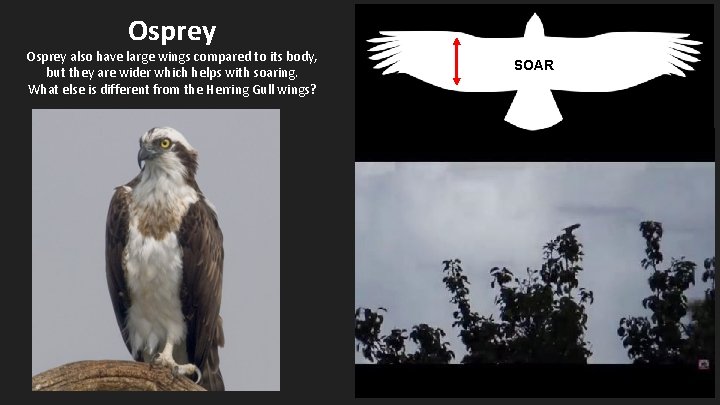 Osprey also have large wings compared to its body, but they are wider which