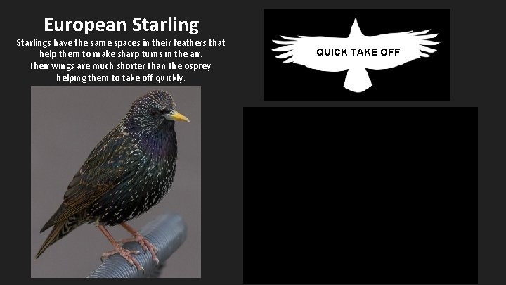 European Starlings have the same spaces in their feathers that help them to make