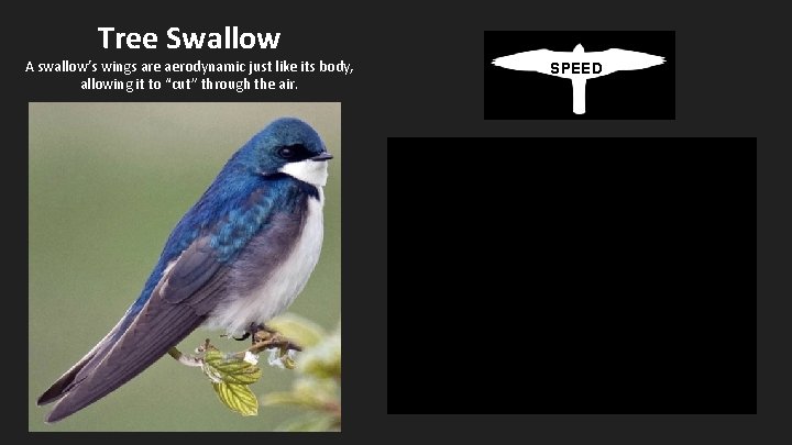 Tree Swallow A swallow’s wings are aerodynamic just like its body, allowing it to
