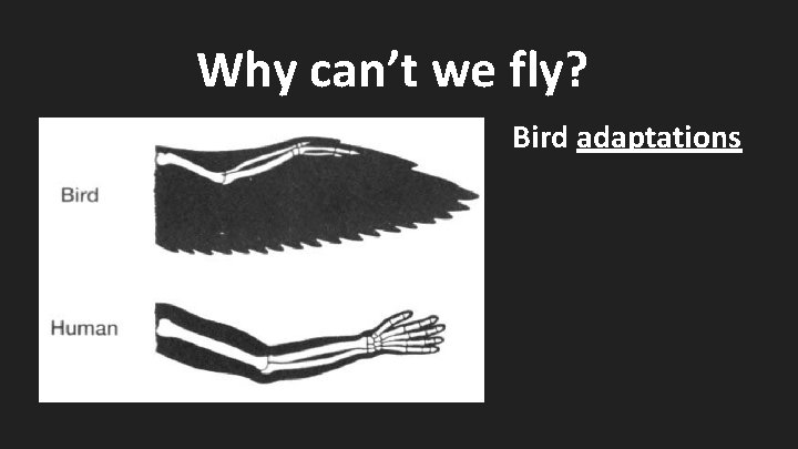 Why can’t we fly? Bird adaptations 