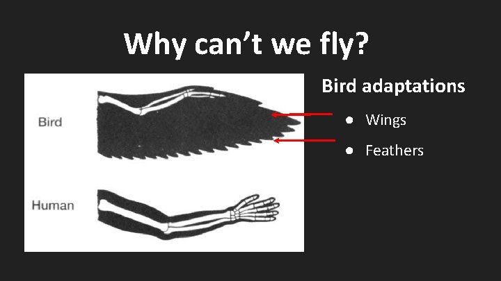 Why can’t we fly? Bird adaptations ● Wings ● Feathers 