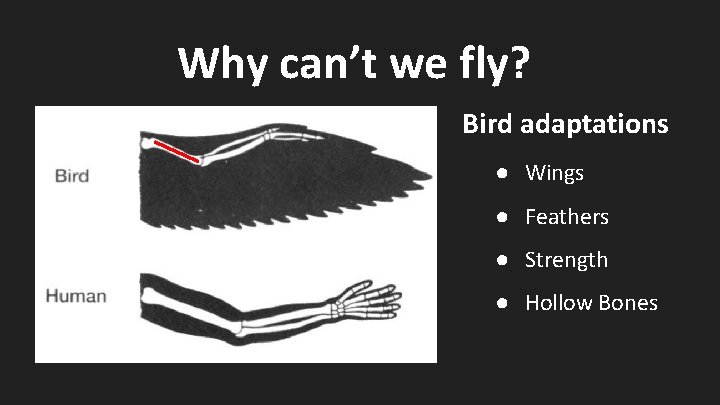 Why can’t we fly? Bird adaptations ● Wings ● Feathers ● Strength ● Hollow