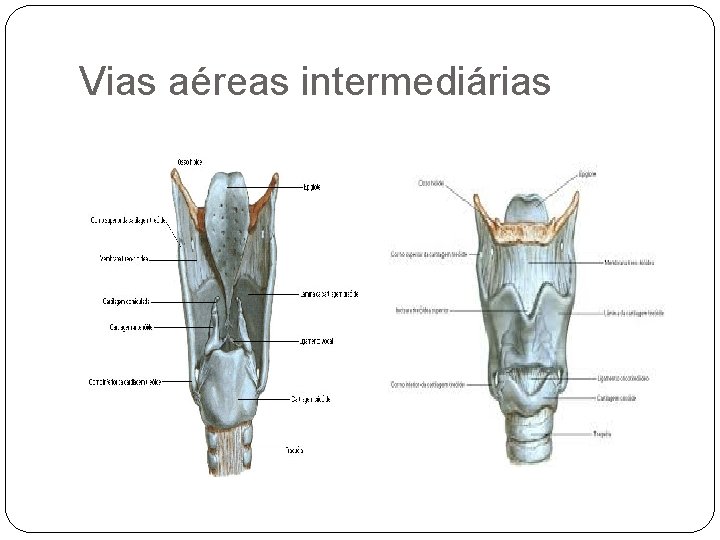 Vias aéreas intermediárias 