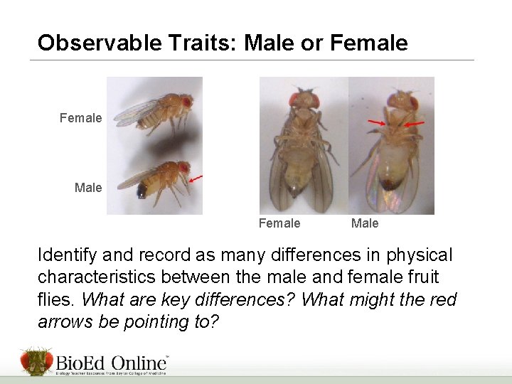 Observable Traits: Male or Female Male Identify and record as many differences in physical