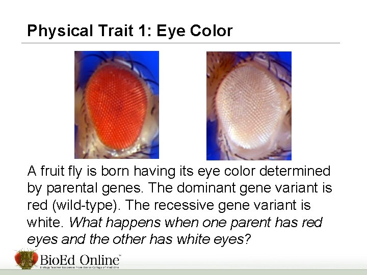 Physical Trait 1: Eye Color A fruit fly is born having its eye color