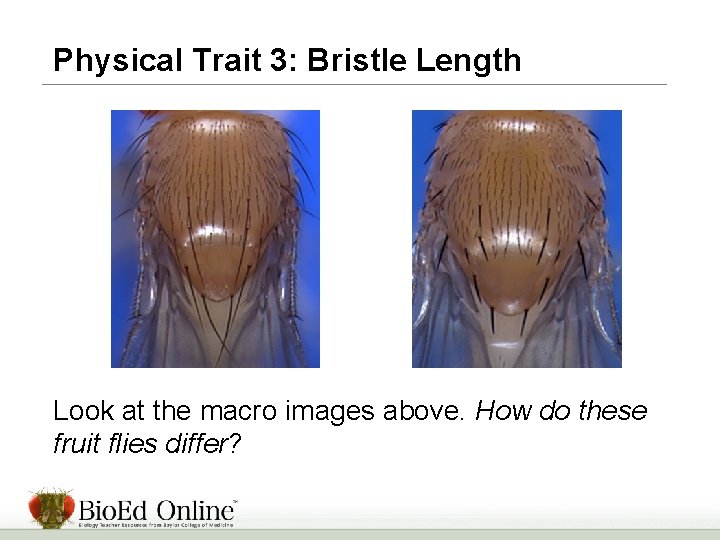 Physical Trait 3: Bristle Length Look at the macro images above. How do these