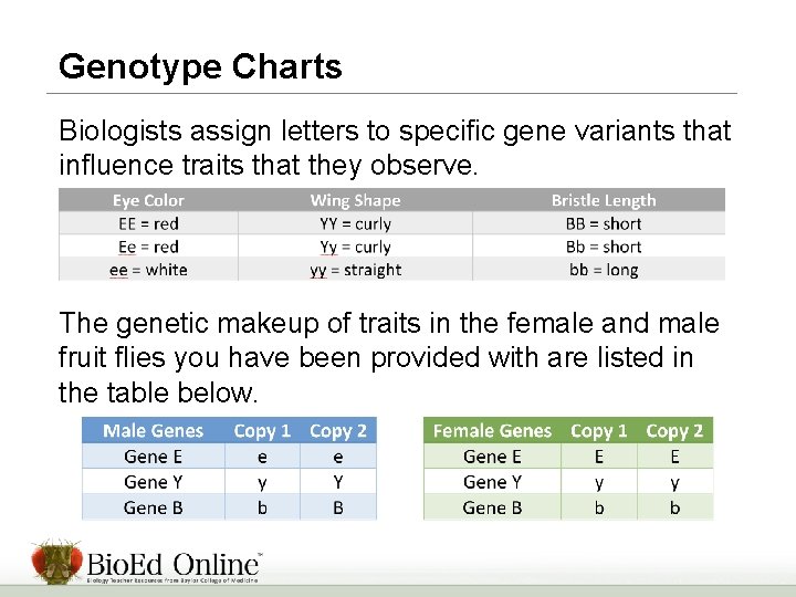Genotype Charts Biologists assign letters to specific gene variants that influence traits that they