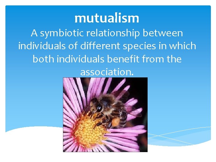 mutualism A symbiotic relationship between individuals of different species in which both individuals benefit