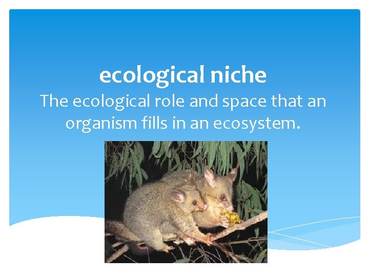 ecological niche The ecological role and space that an organism fills in an ecosystem.