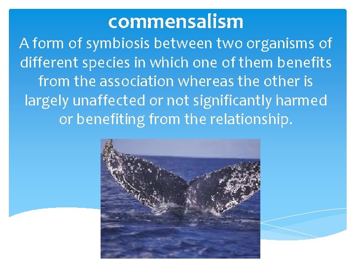 commensalism A form of symbiosis between two organisms of different species in which one