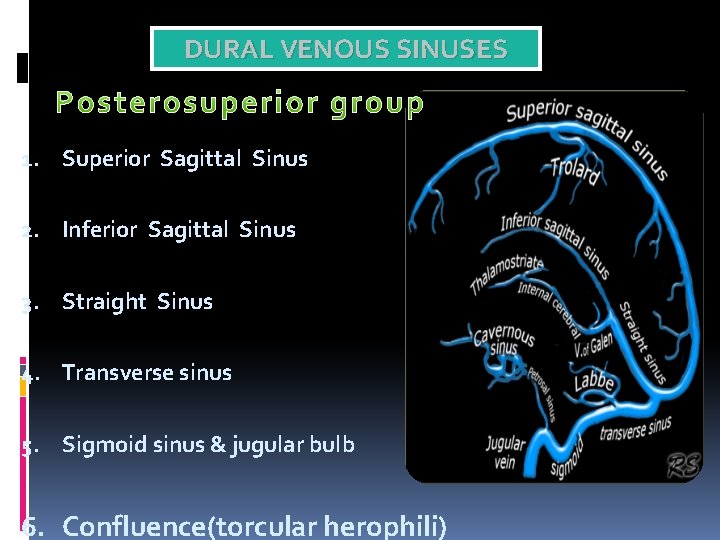 DURAL VENOUS SINUSES 1. Superior Sagittal Sinus 2. Inferior Sagittal Sinus 3. Straight Sinus