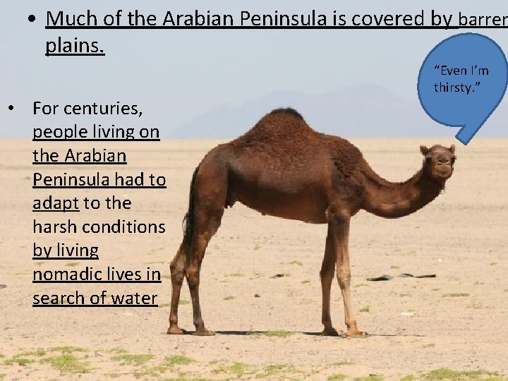  • Much of the Arabian Peninsula is covered by barren plains. • For