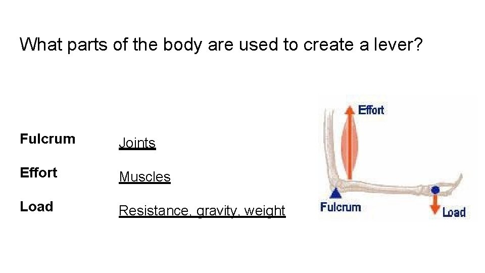 What parts of the body are used to create a lever? Fulcrum Joints Effort What parts of the body are used to create a lever? Fulcrum Joints Effort