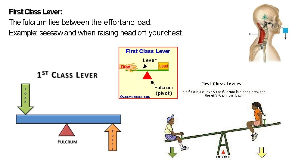 First Class Lever: The fulcrum lies between the effort and load. Example: seesaw and First Class Lever: The fulcrum lies between the effort and load. Example: seesaw and