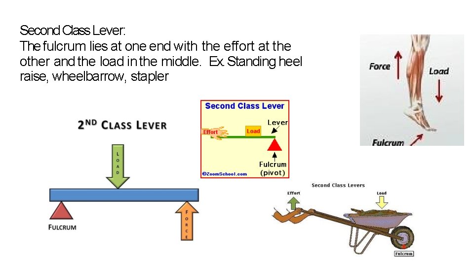 Second Class Lever: The fulcrum lies at one end with the effort at the Second Class Lever: The fulcrum lies at one end with the effort at the