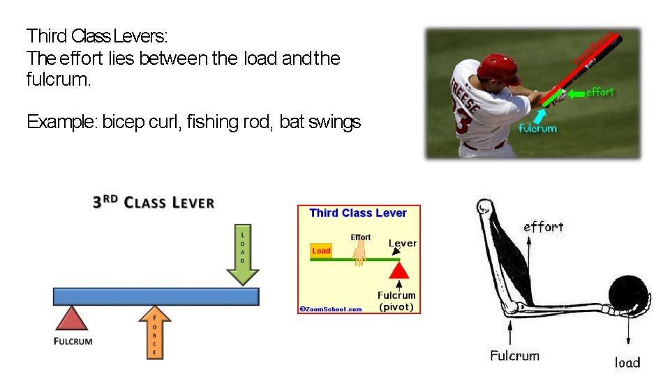 Third Class Levers: The effort lies between the load and the fulcrum. Example: bicep Third Class Levers: The effort lies between the load and the fulcrum. Example: bicep