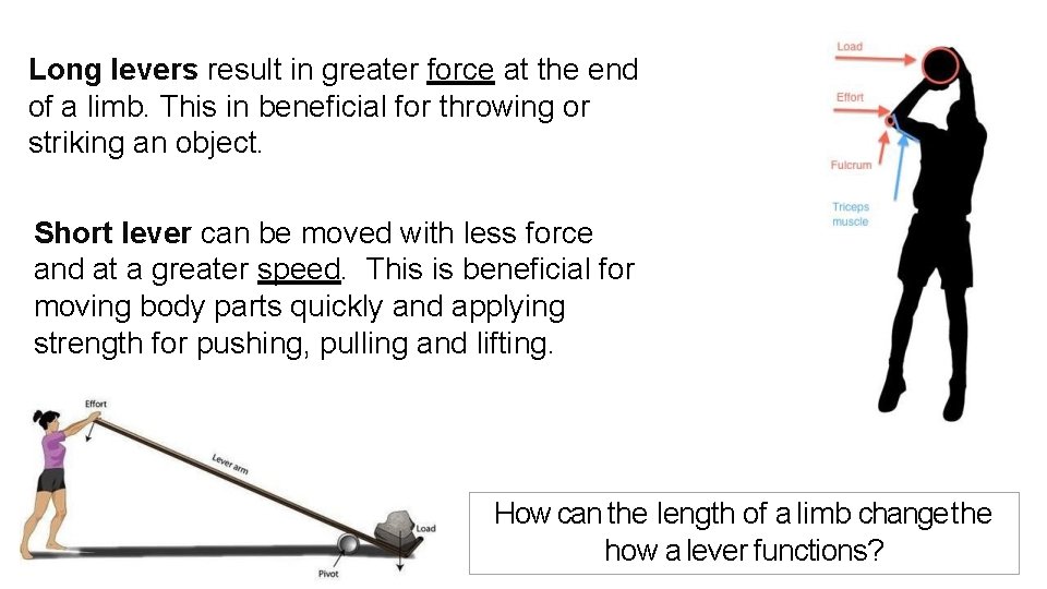 Long levers result in greater force at the end of a limb. This in Long levers result in greater force at the end of a limb. This in