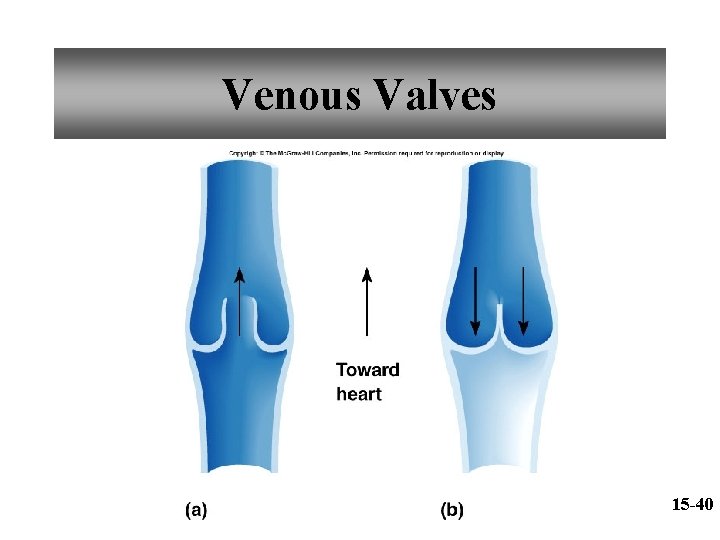 Venous Valves 15 -40 