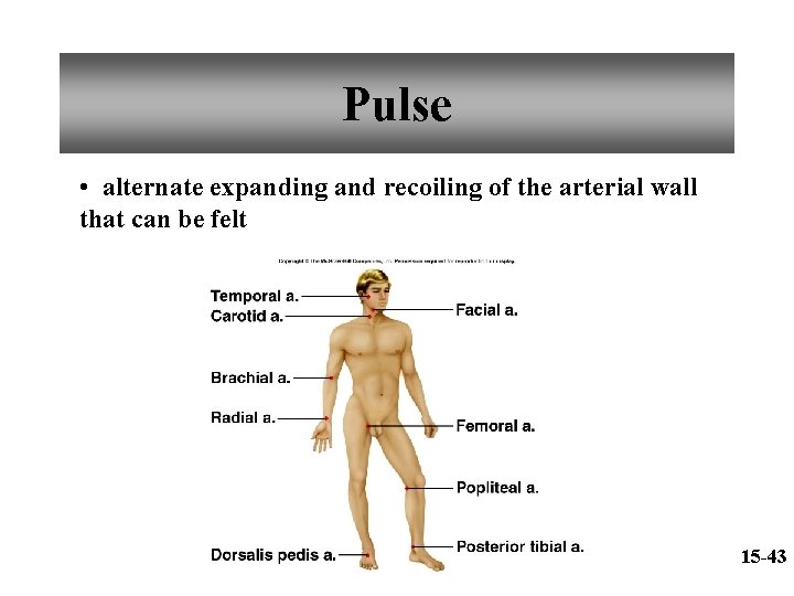 Pulse • alternate expanding and recoiling of the arterial wall that can be felt