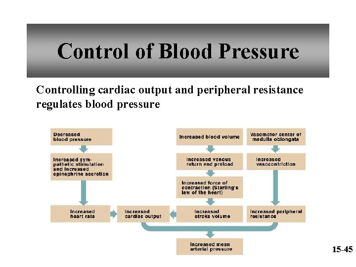 Control of Blood Pressure Controlling cardiac output and peripheral resistance regulates blood pressure 15