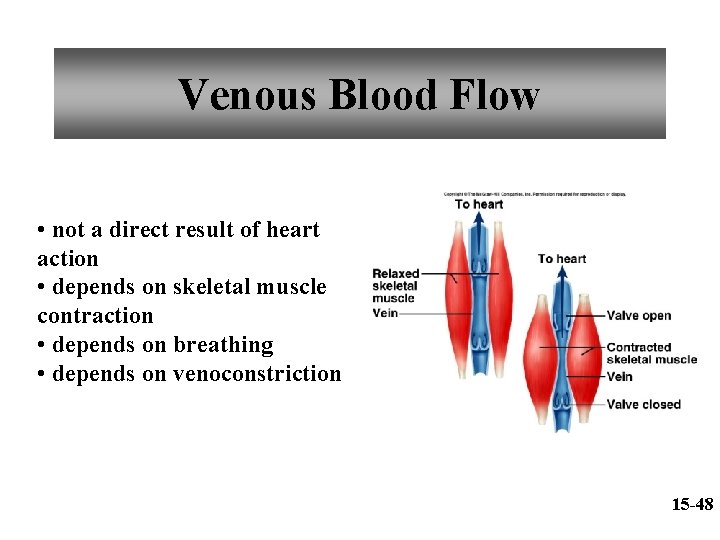 Venous Blood Flow • not a direct result of heart action • depends on