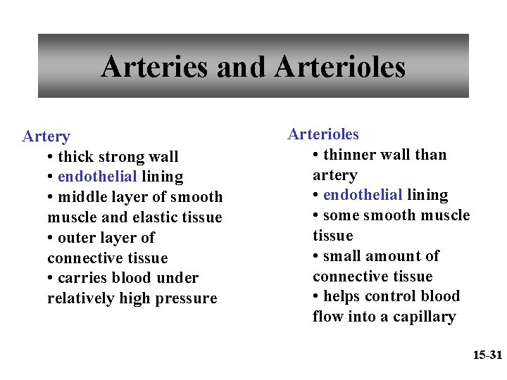 Arteries and Arterioles Artery • thick strong wall • endothelial lining • middle layer