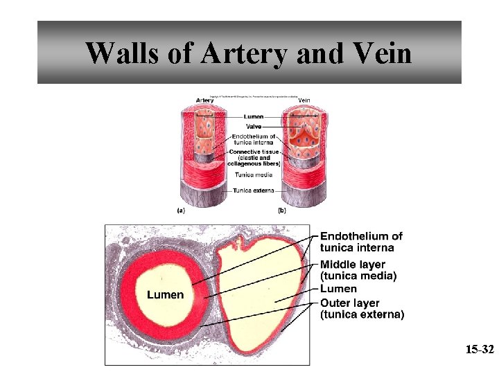 Walls of Artery and Vein 15 -32 