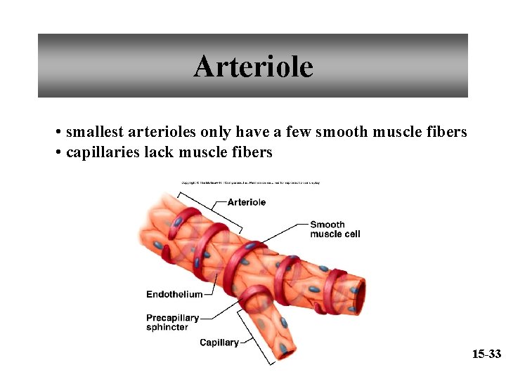 Arteriole • smallest arterioles only have a few smooth muscle fibers • capillaries lack