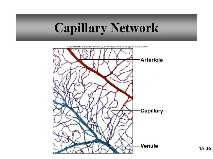 Capillary Network 15 -36 