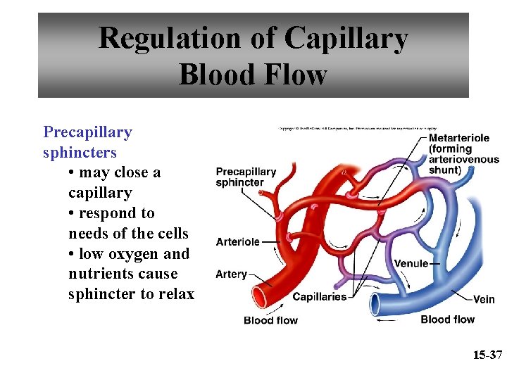 Regulation of Capillary Blood Flow Precapillary sphincters • may close a capillary • respond