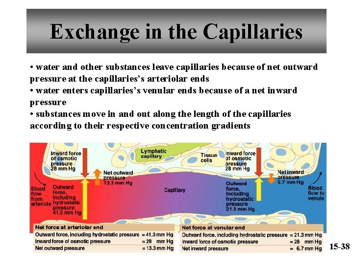 Exchange in the Capillaries • water and other substances leave capillaries because of net