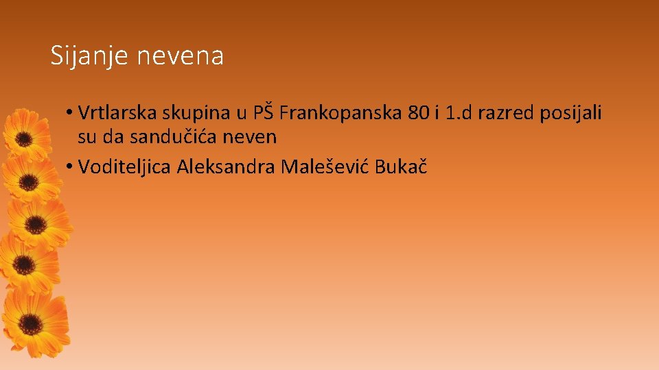 Sijanje nevena • Vrtlarska skupina u PŠ Frankopanska 80 i 1. d razred posijali