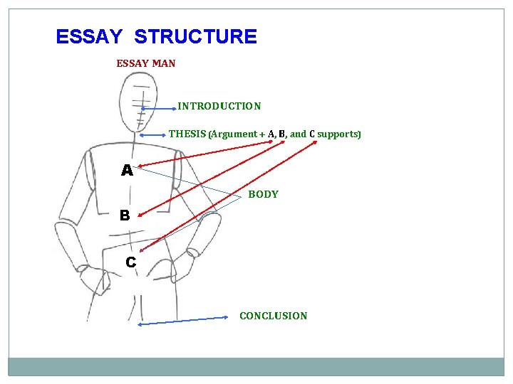 ESSAY STRUCTURE ESSAY MAN INTRODUCTION THESIS (Argument + A, B, and C supports) A