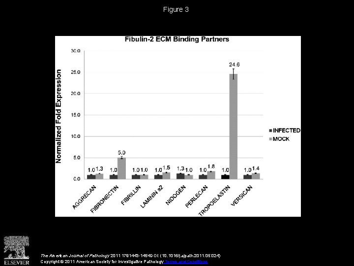 Figure 3 The American Journal of Pathology 2011 1791443 -1454 DOI: (10. 1016/j. ajpath.