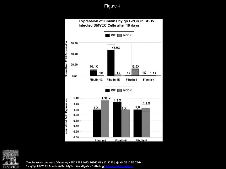 Figure 4 The American Journal of Pathology 2011 1791443 -1454 DOI: (10. 1016/j. ajpath.