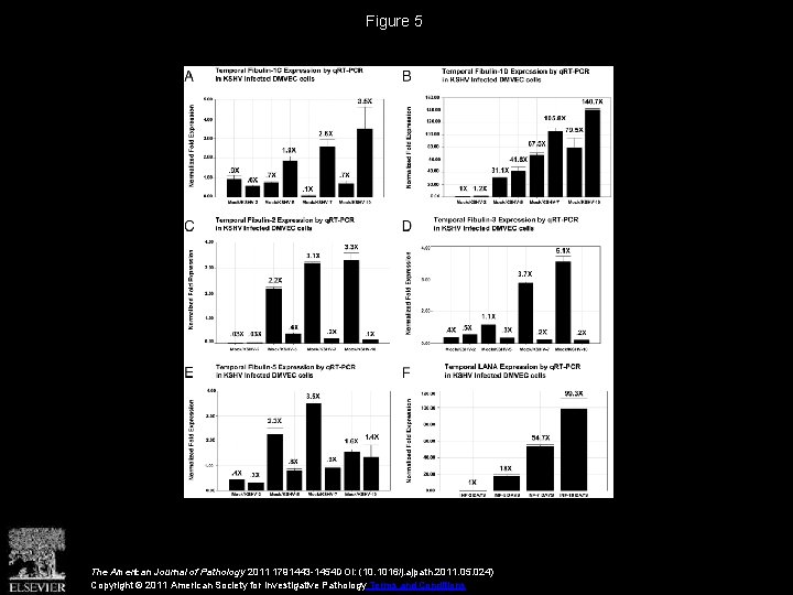 Figure 5 The American Journal of Pathology 2011 1791443 -1454 DOI: (10. 1016/j. ajpath.